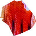 red color image to use for the background